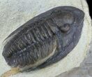 Diademaproetus Trilobite - Foum Zguid, Morocco #58731-3